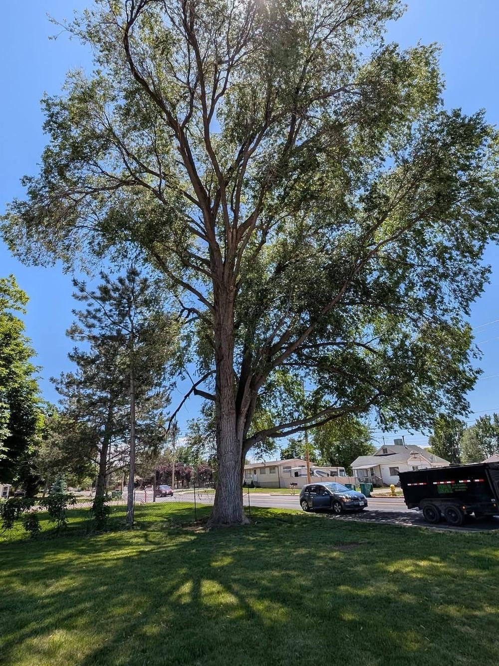 Freshly pruned tree with Strong Roots Co work truck in Utah