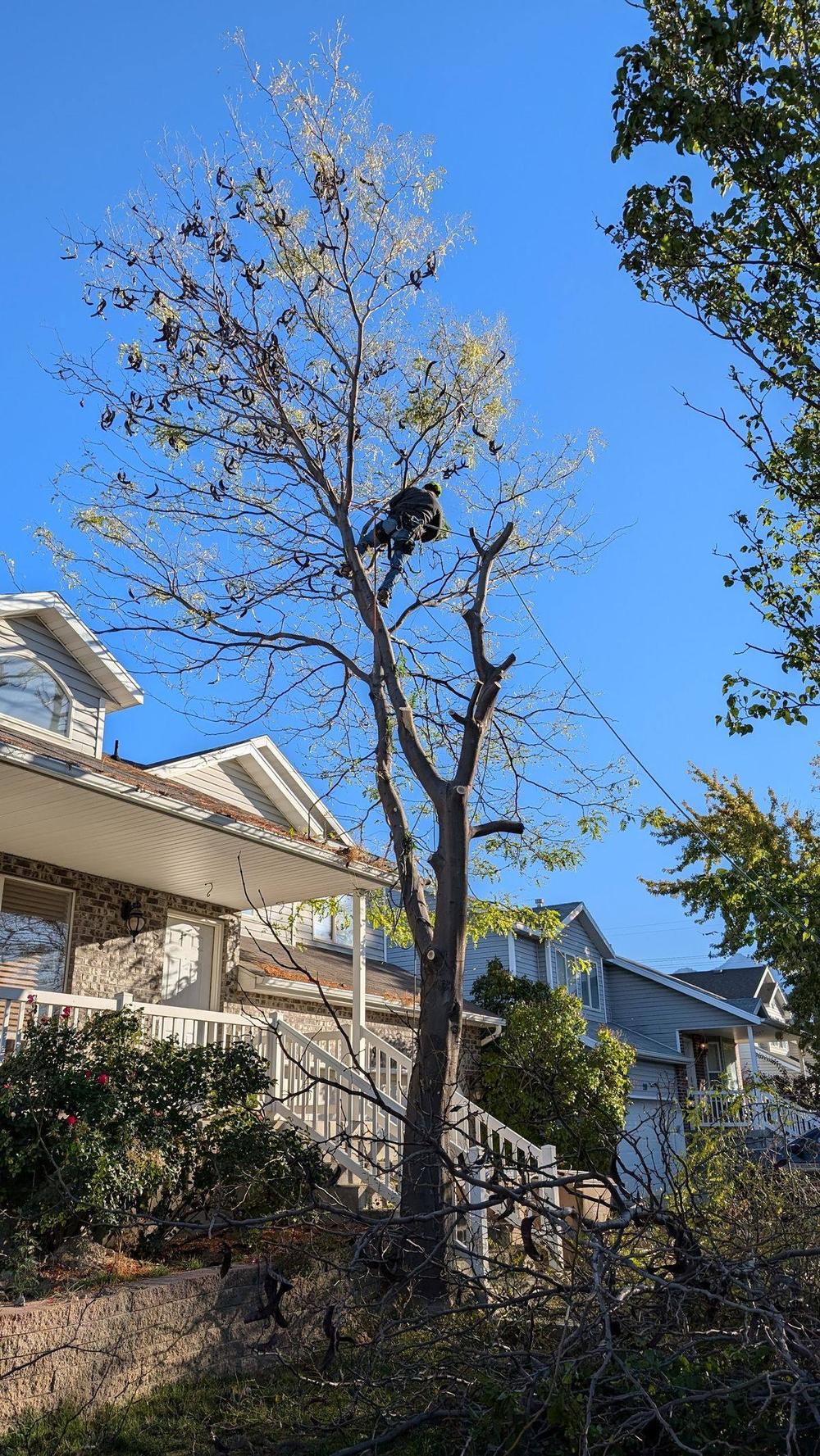 Strong Roots Co crew removing a tall pine tree in Utah