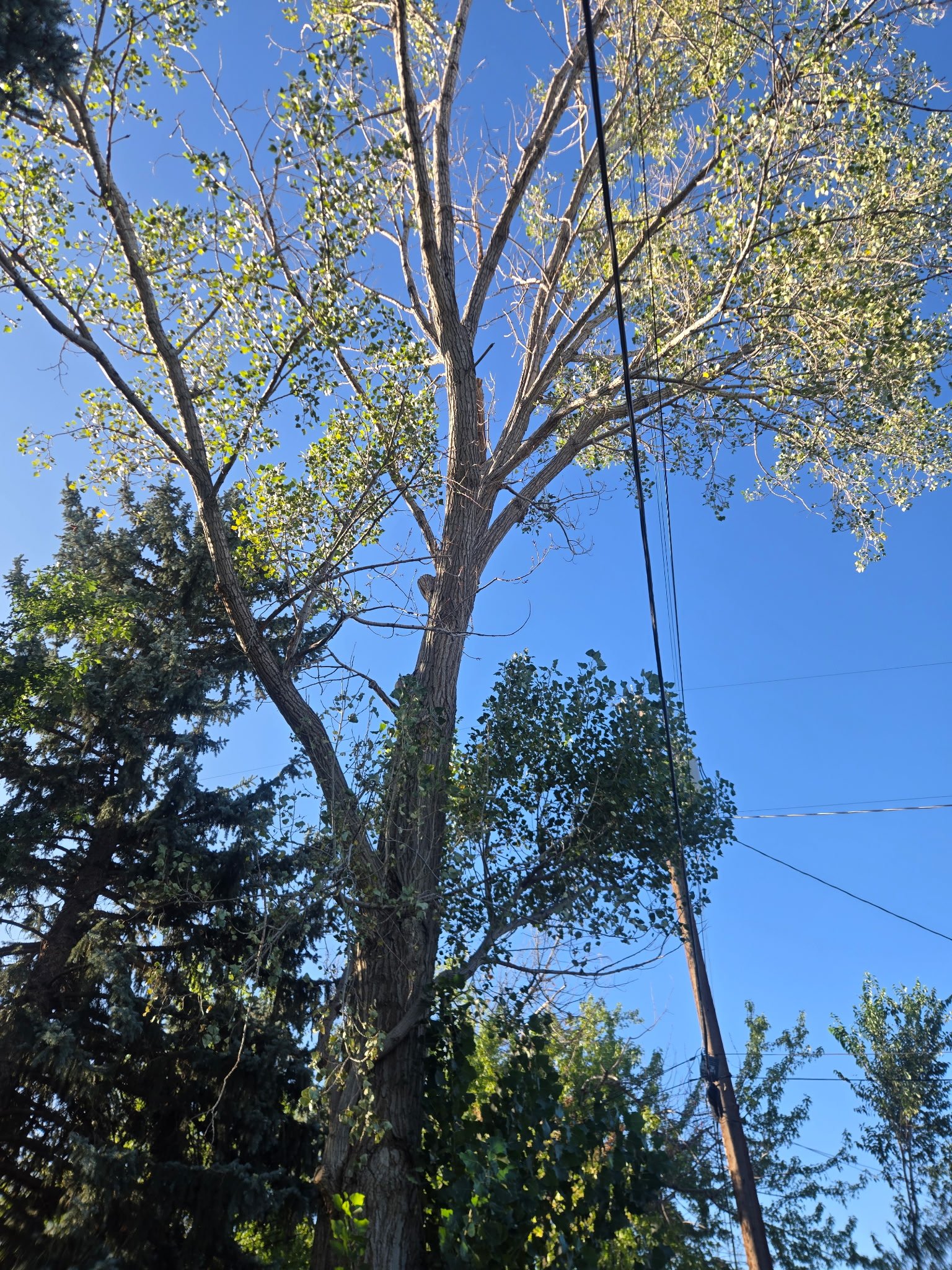 60 to 70 foot tall tree standing before removal by Strong Roots Co