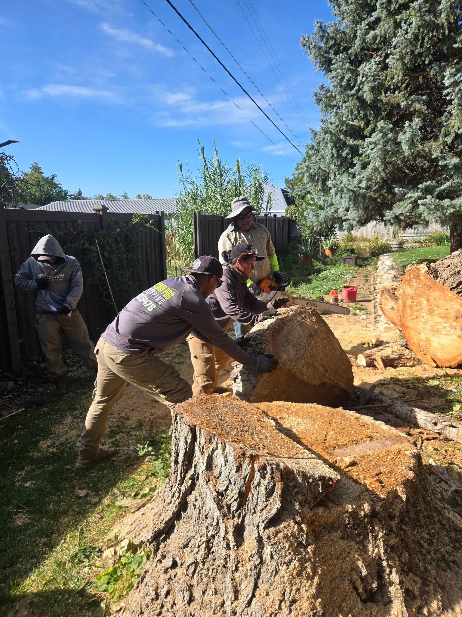 Strong Roots Co crew rolling a sectioned log from a large tree removal