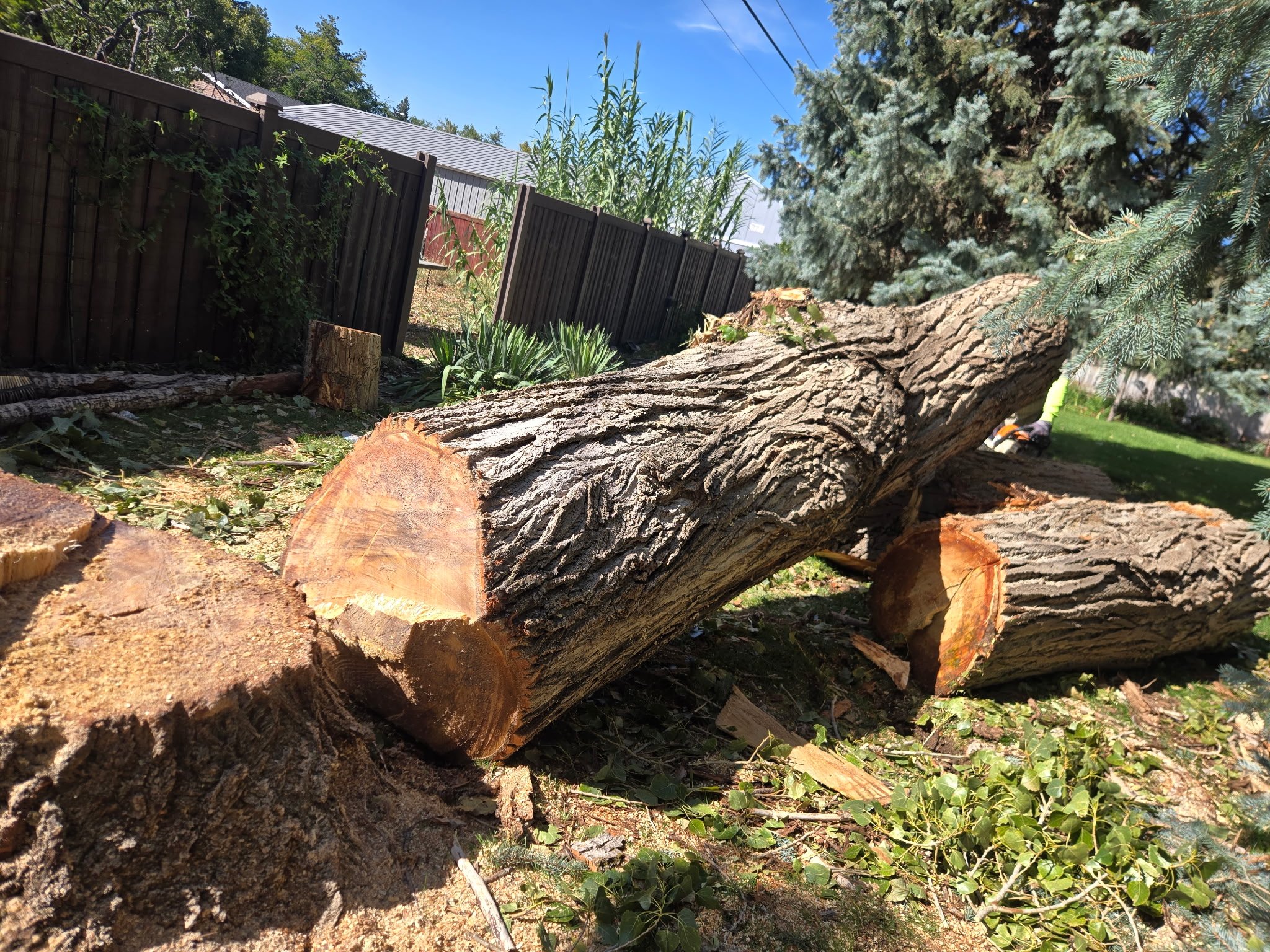 Felled trunk and stump after large tree removal in Utah