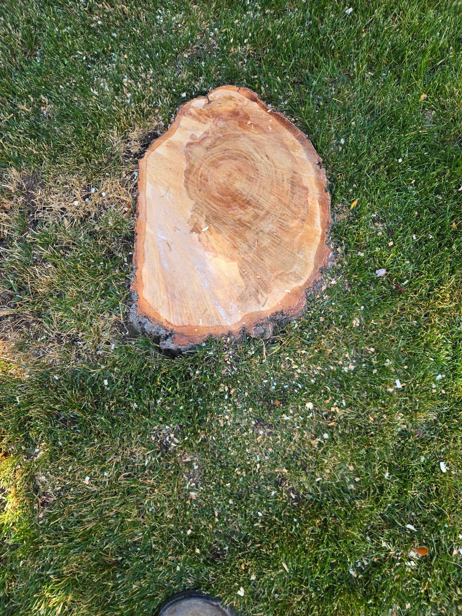 Clean finished tree cut on a Utah lawn by Strong Roots Co