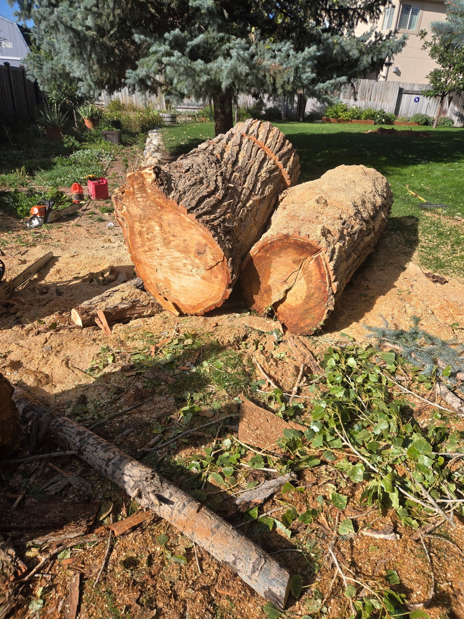 Large sectioned tree logs after controlled removal