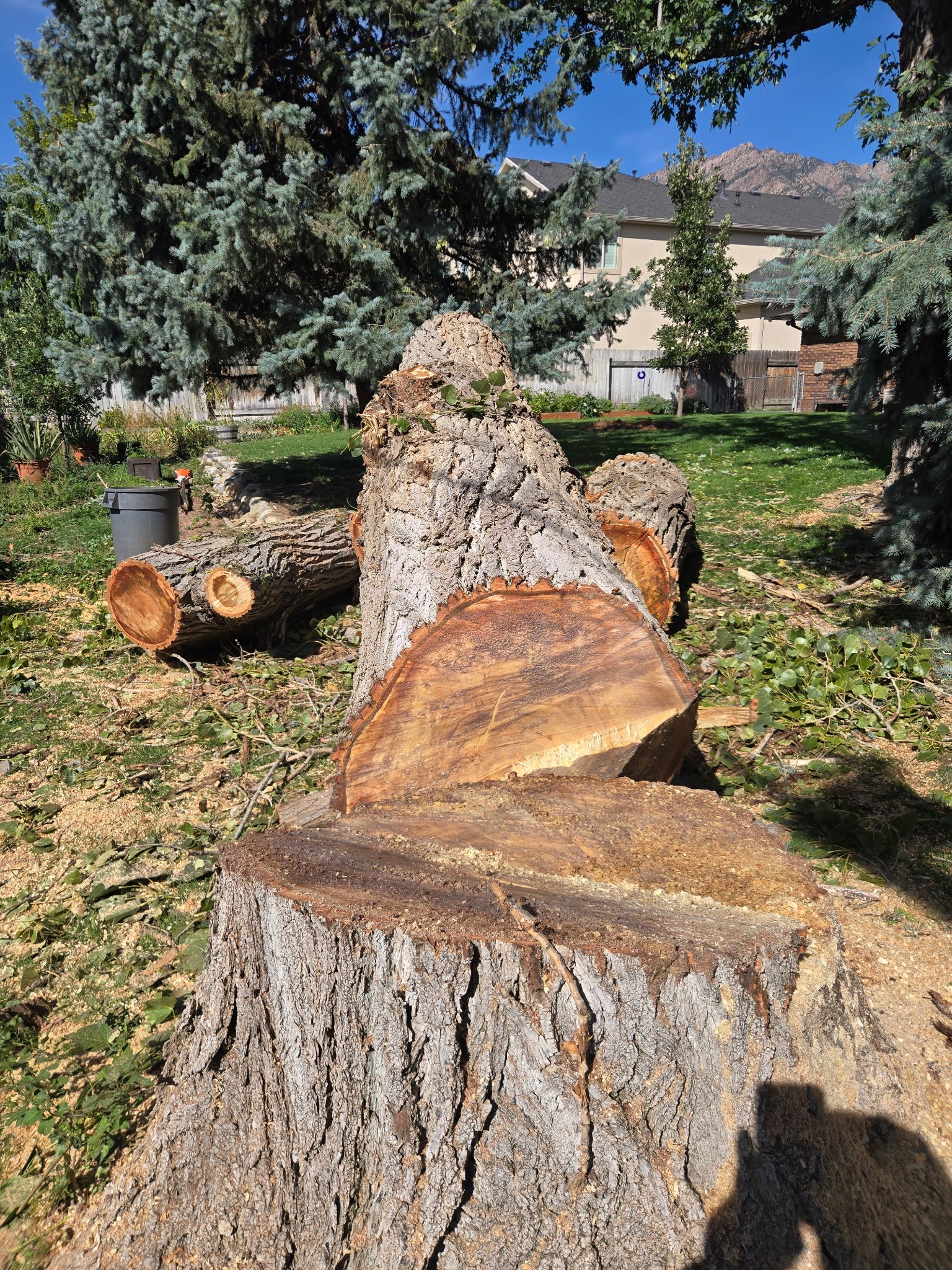 Fresh stump and sectioned logs after tree removal